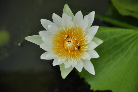 white lotusの写真素材