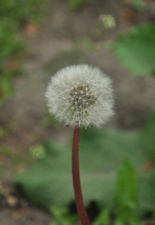 Dandelionの写真素材
