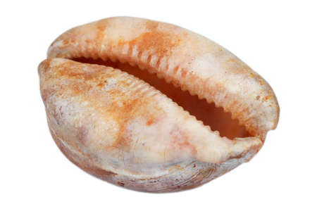 Sea Helmet Shell isolated on a white backgroundの写真素材