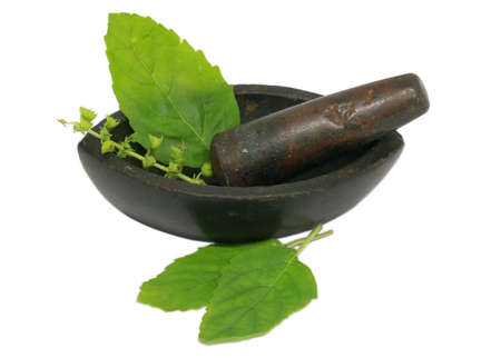 Holy basil or tulsi leaves in a vintage mortar over white backgroundの写真素材