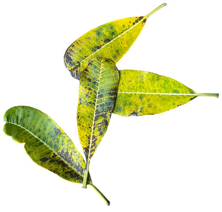 Yellow leaves plant with natural texture patternの写真素材