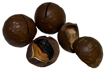 Macadamia nuts provide high energy and good fat for the body.の写真素材
