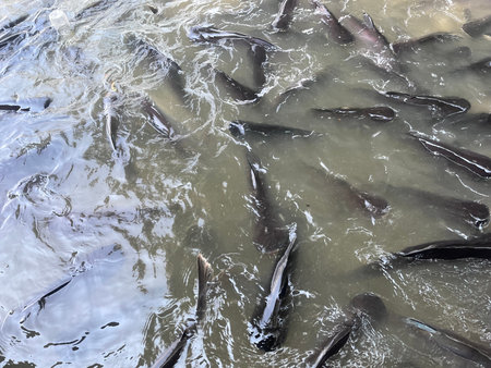 A picture of a large school of fish swimming in a river. The water is murky and reflects sunlight on...