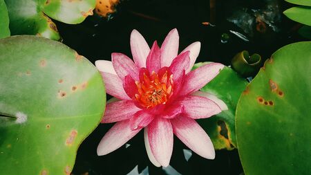 Red Lotus In A Bowlの写真素材