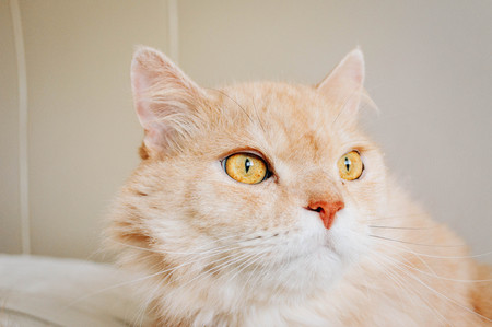 A big cat with fluffy hairの写真素材