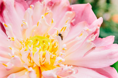 Bee is pollinationing the lotusの写真素材