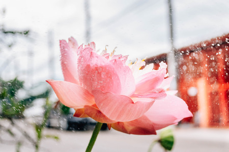 Lotus blooming in the foggyの写真素材