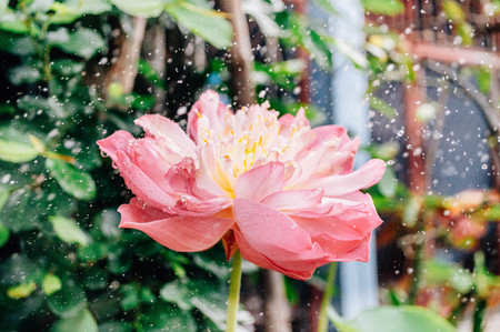 Lotus blooming in rainy seasonの写真素材