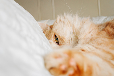 cat is now look for youの写真素材