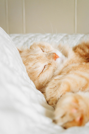 cat is now sleepingの写真素材