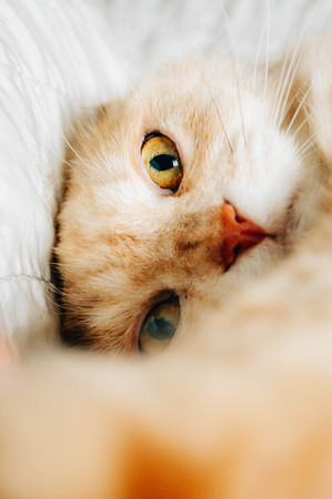 eyes of catの写真素材