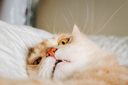 Cat biteの写真素材