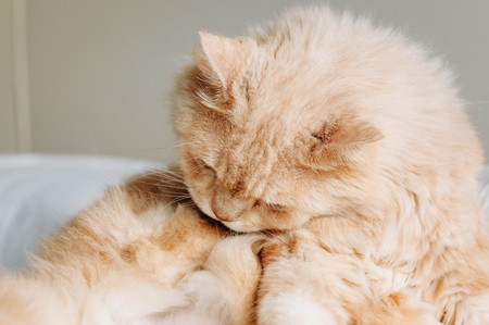 cat was licked his paw and furの写真素材