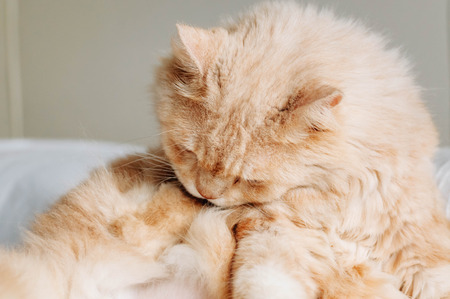 cat was licked his pawの写真素材