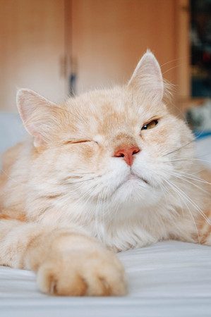 cat is going to sleepの写真素材