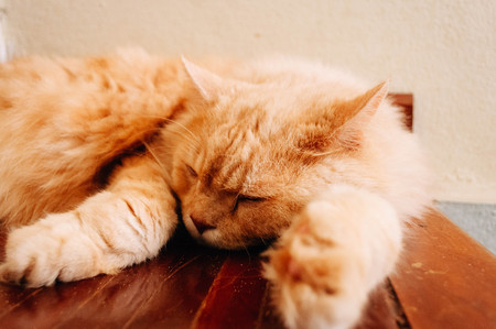 Cat sleep on the floorの写真素材