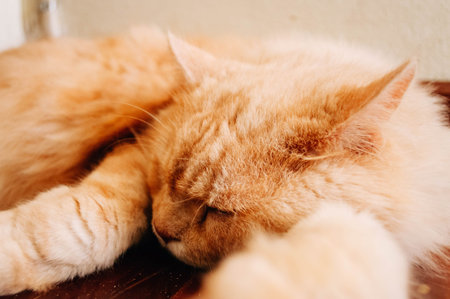 Cat sleep on the floor