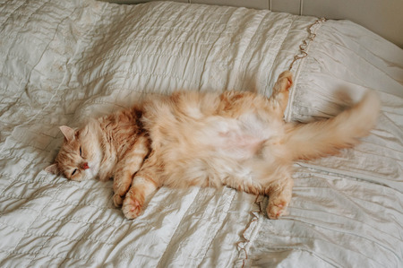 Cat is sleep on the bedの写真素材