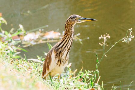 Chinese Pond Heron , birdの写真素材