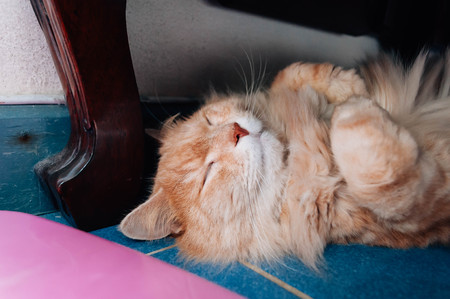 Cat is sleepingの写真素材