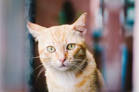 Cat is looking somethingの写真素材
