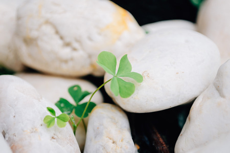 Clover leaves with white rock backgroundの写真素材