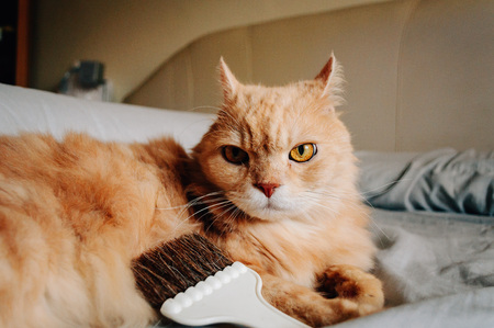 Cat is looking somethingの写真素材
