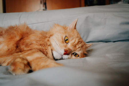 Cat is going to sleep in the eveningの写真素材