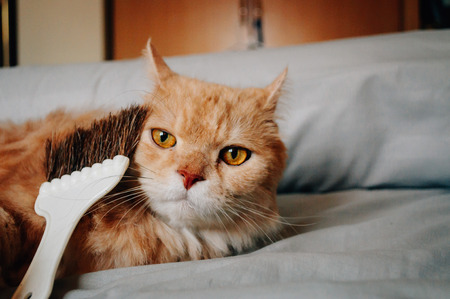Cat is looking somethingの写真素材
