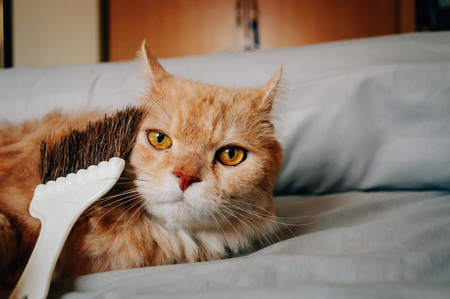 Cat is looking somethingの写真素材