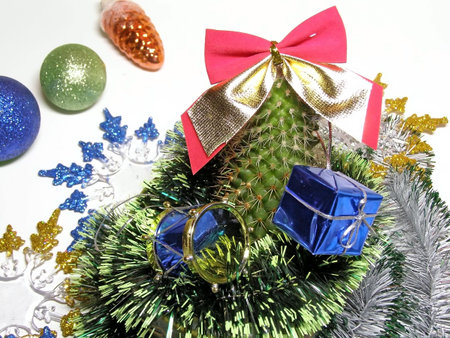 Christmas cactus with some christmas multicolored decorationsの写真素材