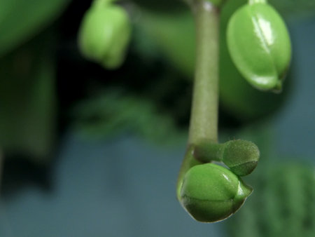 A lot of young orchid green buds    