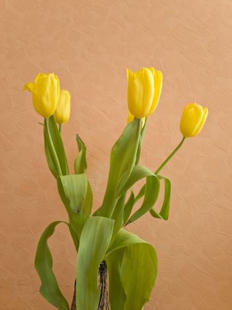 bouquet of the yellow spring tulips against the beige backgroundの写真素材