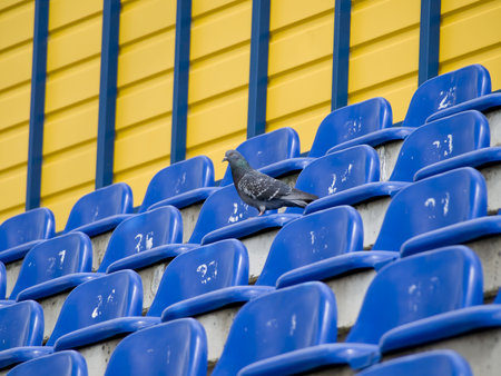Single grey dove at the empty seats of the stadiumの写真素材