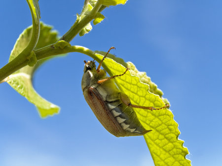 chafer at the green leaf against the blue sky