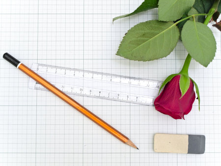 Pencil, rose, ruler and eraser at the plotting paper