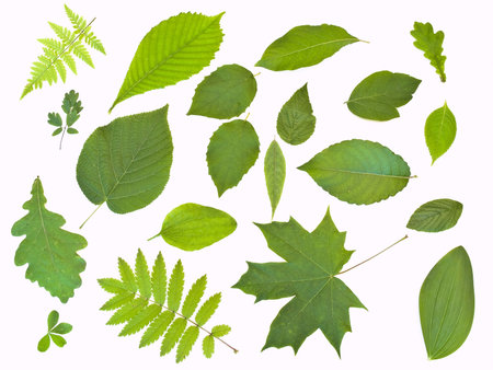 Some green leaves against the white background