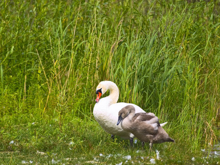  	\r\ncygnet and grownup swans at green grass in the whild natureの写真素材