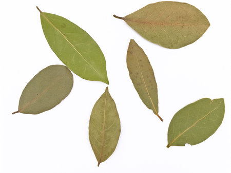 	some bay leaves against white background