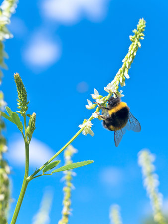 bumblebee on the white flower over the blue sky
