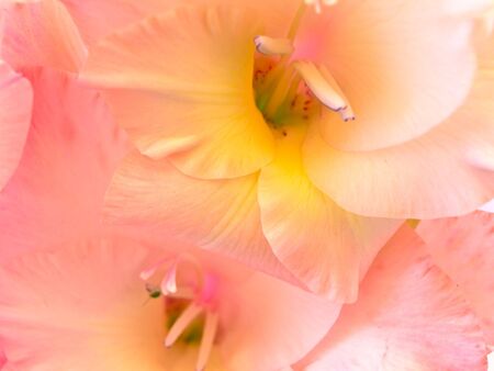 photo of the beautiful pink gladiolus closeupの写真素材