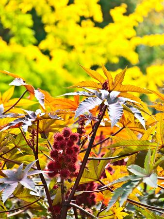 red plant with round flower against autumn yellow backgroundの写真素材