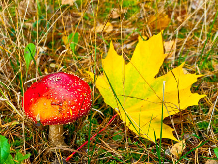 Red fly agaric with yellow  maple leafの写真素材