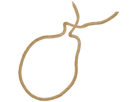 Vector rope against the white background