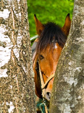 Photo of the horse between birch treesの写真素材