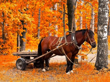 Waiting horse in golden autumn forestの写真素材