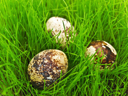 photo of quail eggs in green grassの写真素材