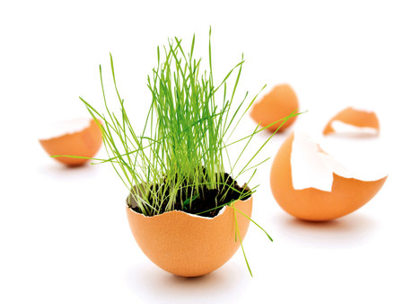 green grass growing in brown egg shell の写真素材