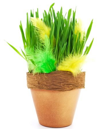 feathers and green grass in the flower potの写真素材