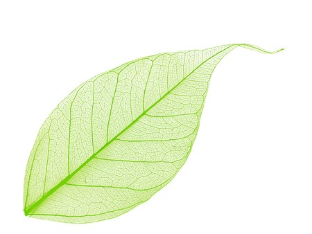 Single green decorative skeleton leaf, element for your designの写真素材